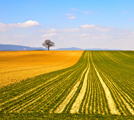 Frühling: Landwirtschaftliche Fläche in der Pfalz
