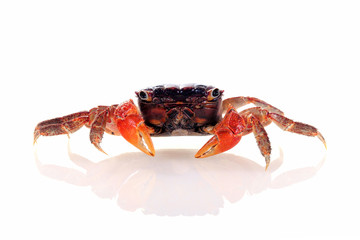 Crab