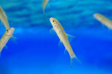 Manicure fish spa beauty treatment.