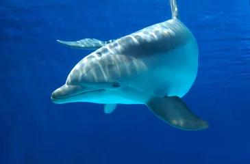Deurstickers Dolfijnen Nieuwsgierige dolfijn