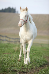 Obraz premium Albino horse with pink halter