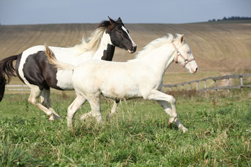 Obraz premium Albino and paint horse running