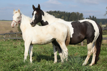 Obraz na płótnie Canvas Albino i paint horse razem