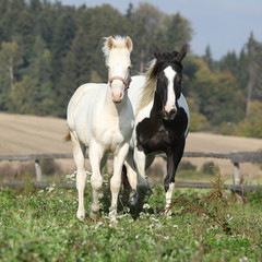 Obraz na płótnie Canvas Albino konia z koniem farby na pastwisku