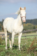 Obraz na płótnie Canvas Ciekawe albinos koń z różowym uwięzi