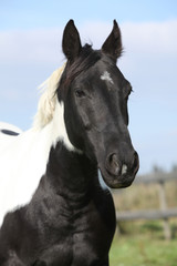 Obraz na płótnie Canvas Portrait of paint horse mare