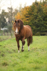 Chestnut welsh pony in autumn