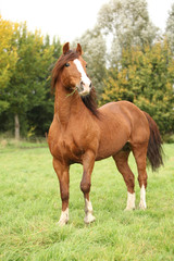 Chestnut welsh pony stallion in autumn