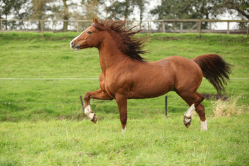 Nice chestnut welsh pony stallion running on pasturage