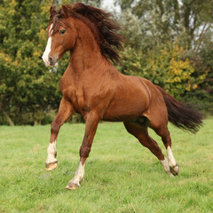 Nice chestnut welsh pony stallion jumping