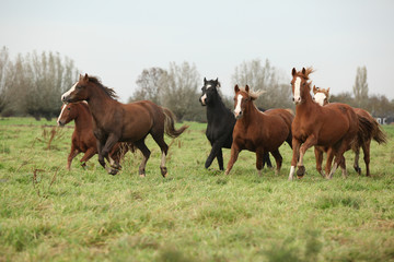Fototapeta premium Batch of welsh ponnies running
