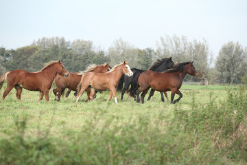 Batch of welsh ponnies running