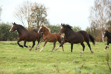Fototapeta premium Welsh pony mares with foals running