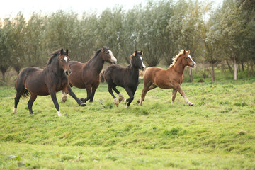 Fototapeta na wymiar Welsh pony mares with foals running