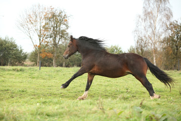 Brown welsh pony mare running