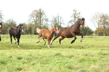 Welsh pony mares with foals running