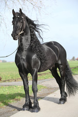 Fototapeta na wymiar Gorgeous friesian stallion with long hair