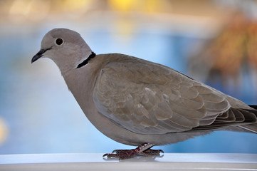 Turtle dove