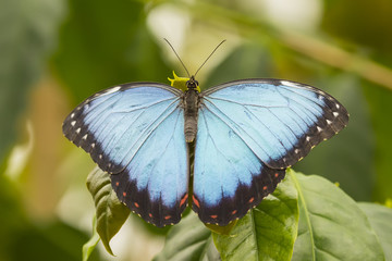 blue butterfly