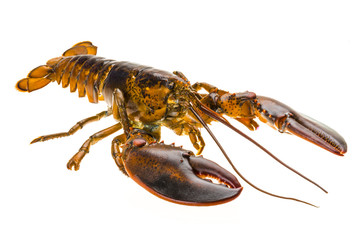 Raw lobster