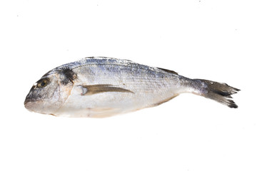 Obraz premium Fresh raw dorada