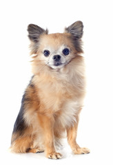 Obraz premium chihuahua