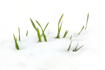 Foto op Plexiglas first spring grass © altocumulus