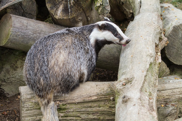 Badger