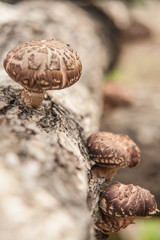 Fresh Shiitake mushroom