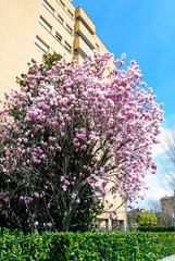 Obraz premium magnolia in fiore