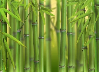 Gordijnen Bamboespruiten bos © Jag_cz