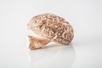 Fresh Shiitake mushroom