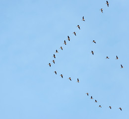 Geese flying in a blue sky in spring