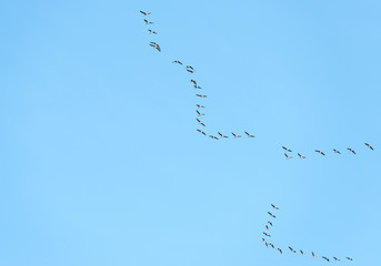 Geese flying in a blue sky in spring