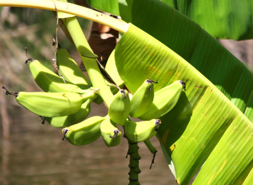 Unripe Bananas And Green Banana Leaf