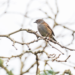 Dunnock