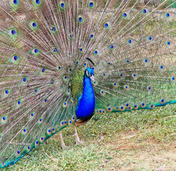 Peacock