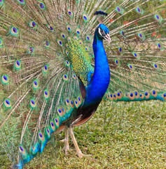 Obraz premium Peacock