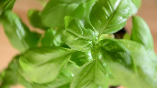 Ocimum basilicum 바질