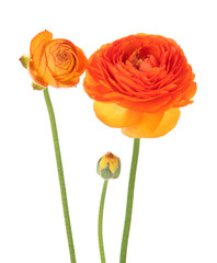 Ranunculus (persian buttercups), isolated on white