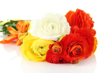Ranunculus (persian buttercups), isolated on white