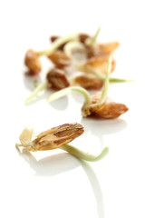 Wheat germs isolated on white