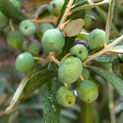 Olives on the tree