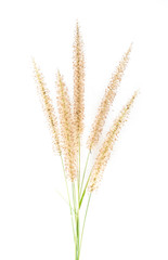 Fototapeta premium Grass flower.
