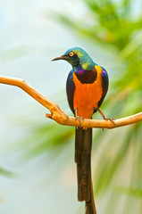Golden-breasted Starling