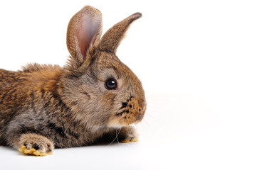 brauner hase seitlich