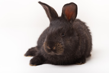 schwarzer hase 2
