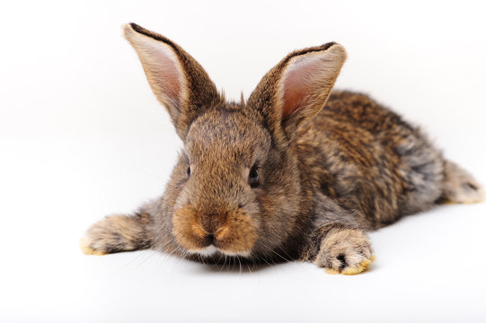 brauner hase liegend