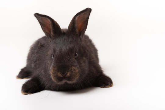 schwarzer hase 3