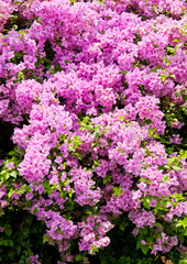 Obraz premium kolorowe bougainvillea plink z bliska